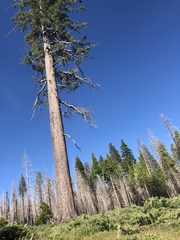 Pinus lambertiana