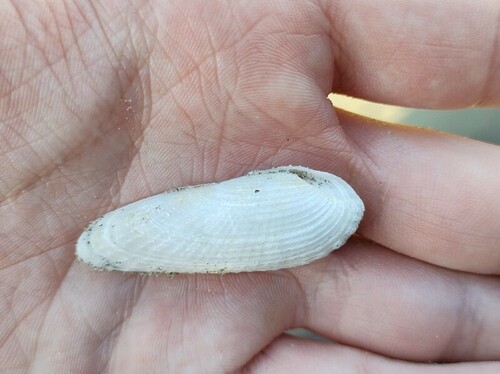White Piddock, Velsen, Nederland, photo 10 of 10