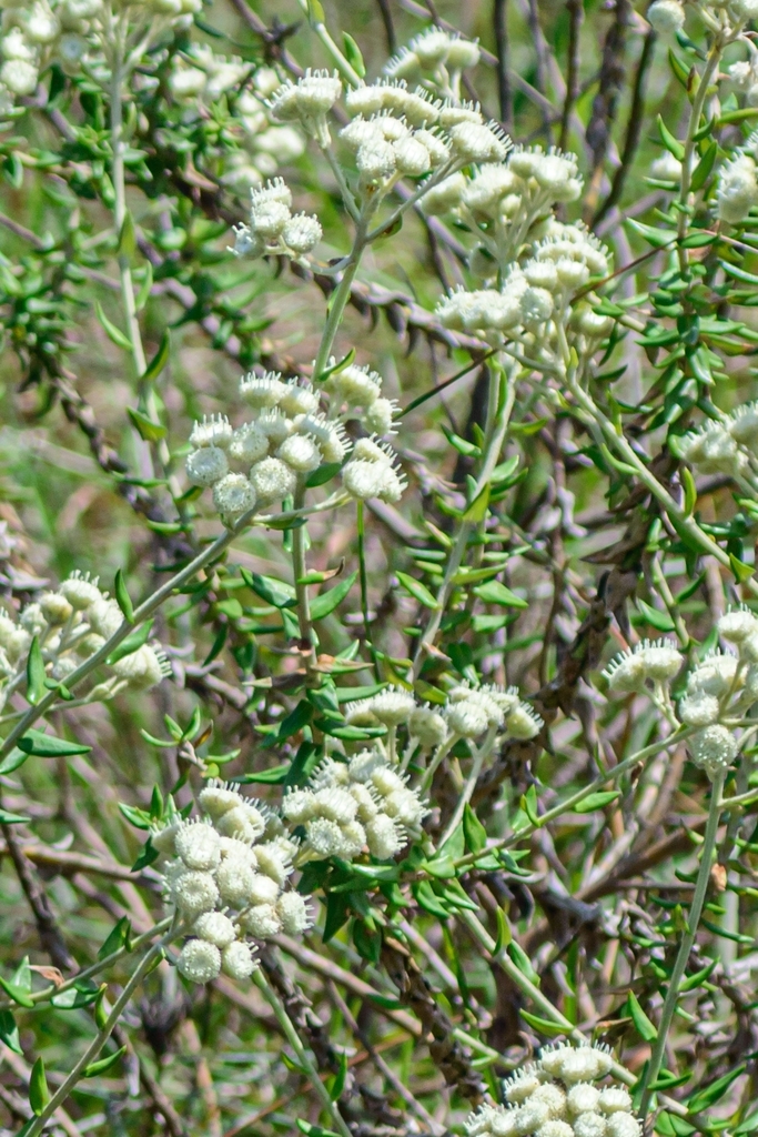 Baccharis leucopappa