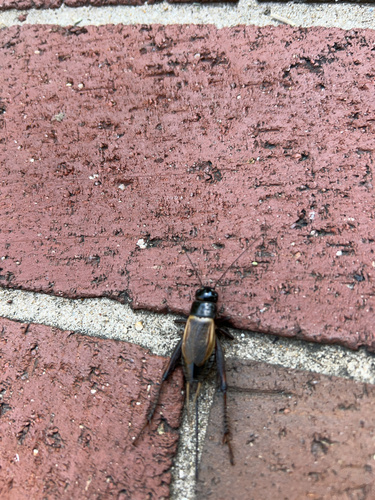 Fall field cricket
