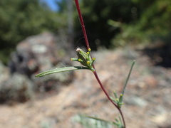 Calycadenia truncata