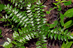 Adiantum latifolium
