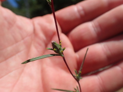 Calycadenia truncata