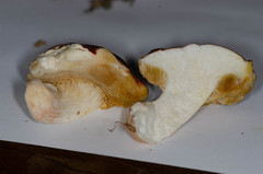 Xanthoconium purpureum