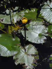 Nuphar variegata