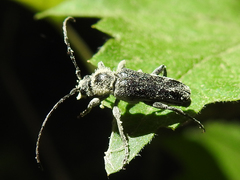 Grammoptera
