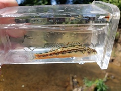 Etheostoma zonistium