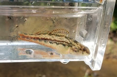 Etheostoma zonistium