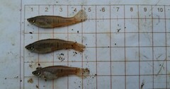Three Point Toothcarp photo 2