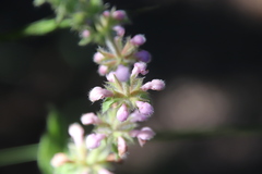 Stachys stebbinsii