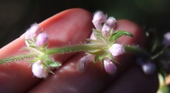 Stachys stebbinsii