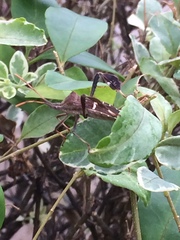 Leptoglossus phyllopus