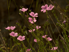 Linum viscosum