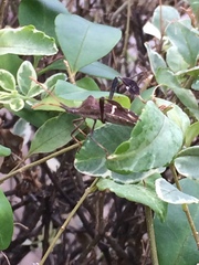 Leptoglossus phyllopus