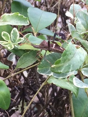 Leptoglossus phyllopus