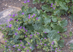 Mirabilis multiflora