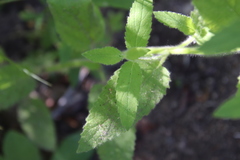 Stachys stebbinsii