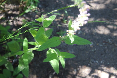 Stachys stebbinsii