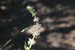 Stachys stebbinsii