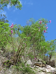 Dahlia scapigeroides