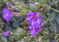 Mirabilis multiflora