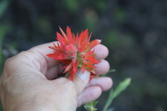 Castilleja miniata oblongifolia