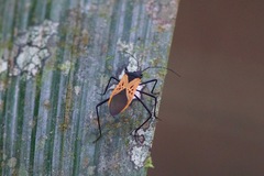 Leptoscelis limbativentris