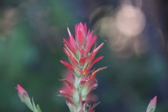 Castilleja miniata oblongifolia