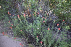 Castilleja miniata oblongifolia