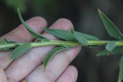 Castilleja miniata oblongifolia