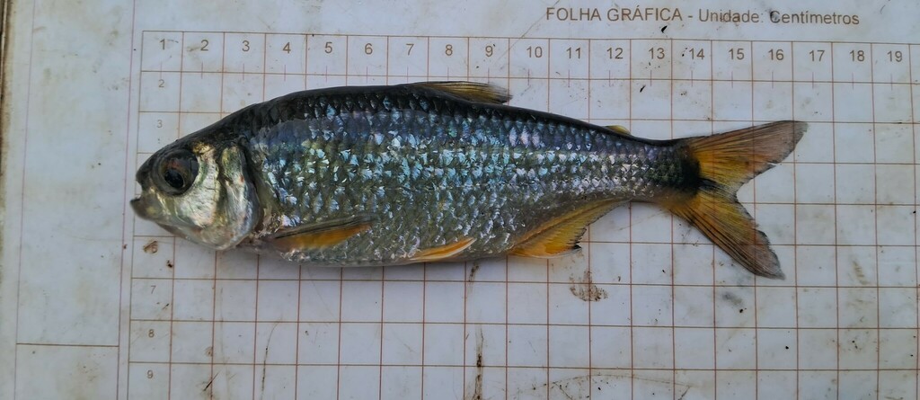 Psalidodon scabripinnis