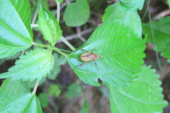 Macrodactylus subspinosus