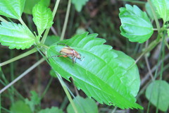 Macrodactylus subspinosus