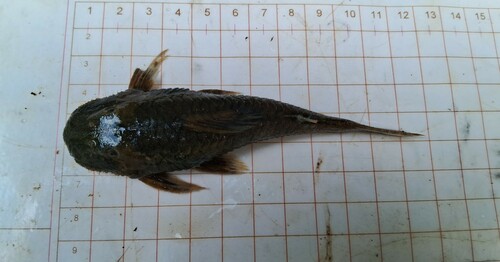 Azygolechis pleco (Pareiorhaphis azygolechis) — Loricariidae