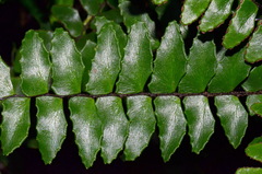 Adiantum latifolium