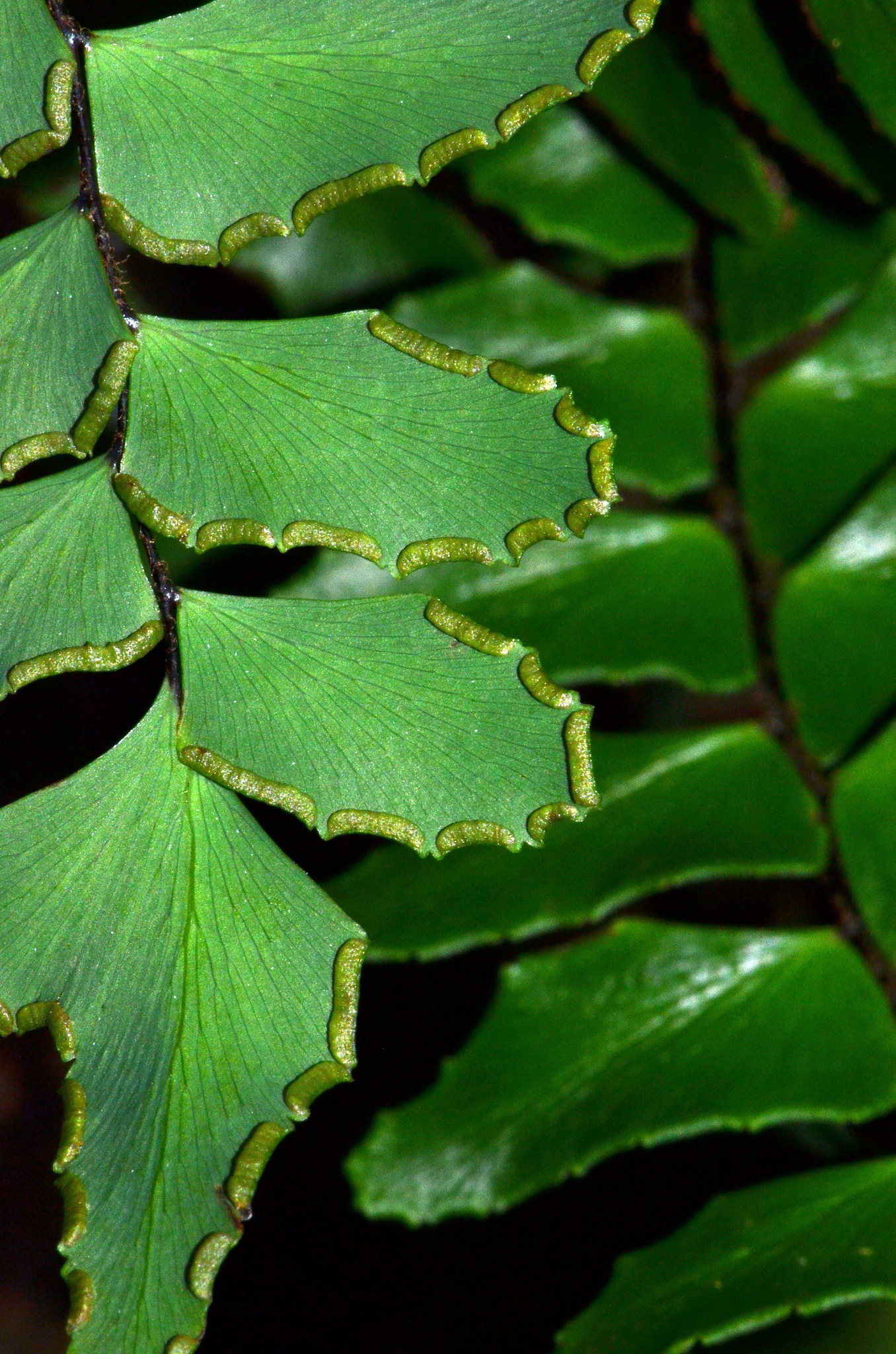 Adiantum latifolium