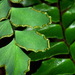 Adiantum latifolium - Photo (c) Pat Enright, algunos derechos reservados (CC BY-NC), subido por Pat Enright