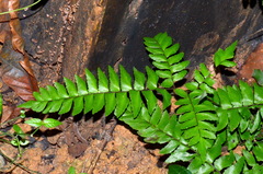 Adiantum latifolium