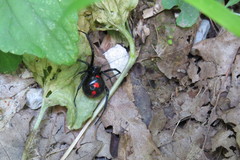 Latrodectus variolus