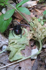 Latrodectus variolus