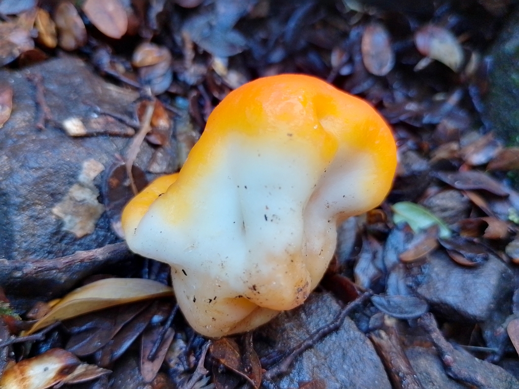 Berggrenia aurantiaca
