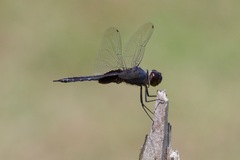 Tramea binotata