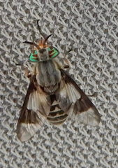 Chrysops callidus