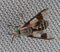 Chrysops callidus