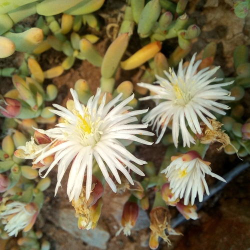 Mesembryanthemum bicorne
