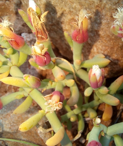 Mesembryanthemum bicorne