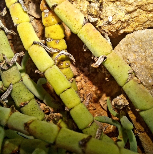 Mesembryanthemum bicorne