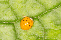 Harmonia axyridis