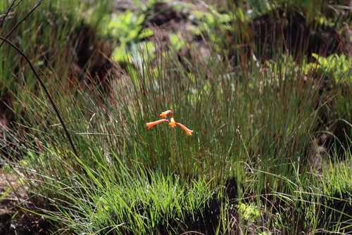 Cyrtanthus welwitschii