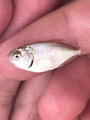 Trachinotus